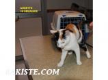 SOSMULTICATS Un Arc-en-ciel de chatons et chats 